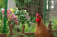 hardware cloth vs chicken wire garden