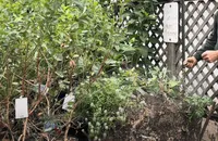 compost bin