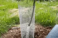 hardware cloth tree protection